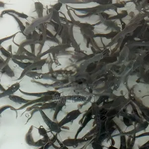 Juvenile Catfish Ready for Stocking