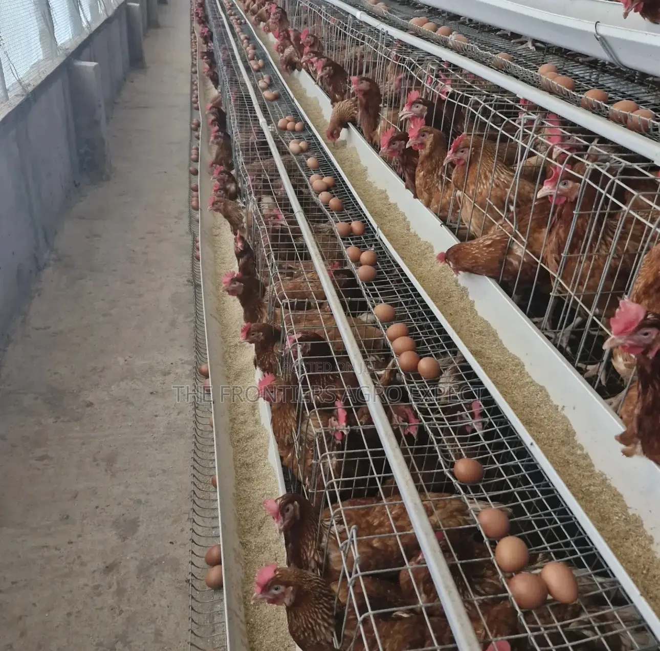Poultry Coop With Battery Cages