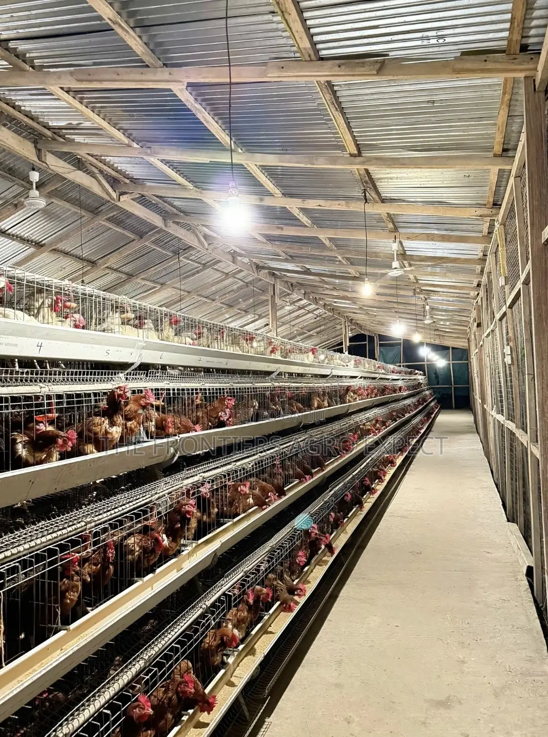 Complete Poultry House With Battery Cage Setup