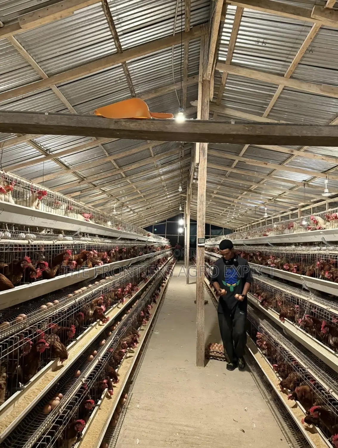 Complete Poultry House With Battery Cage Setup
