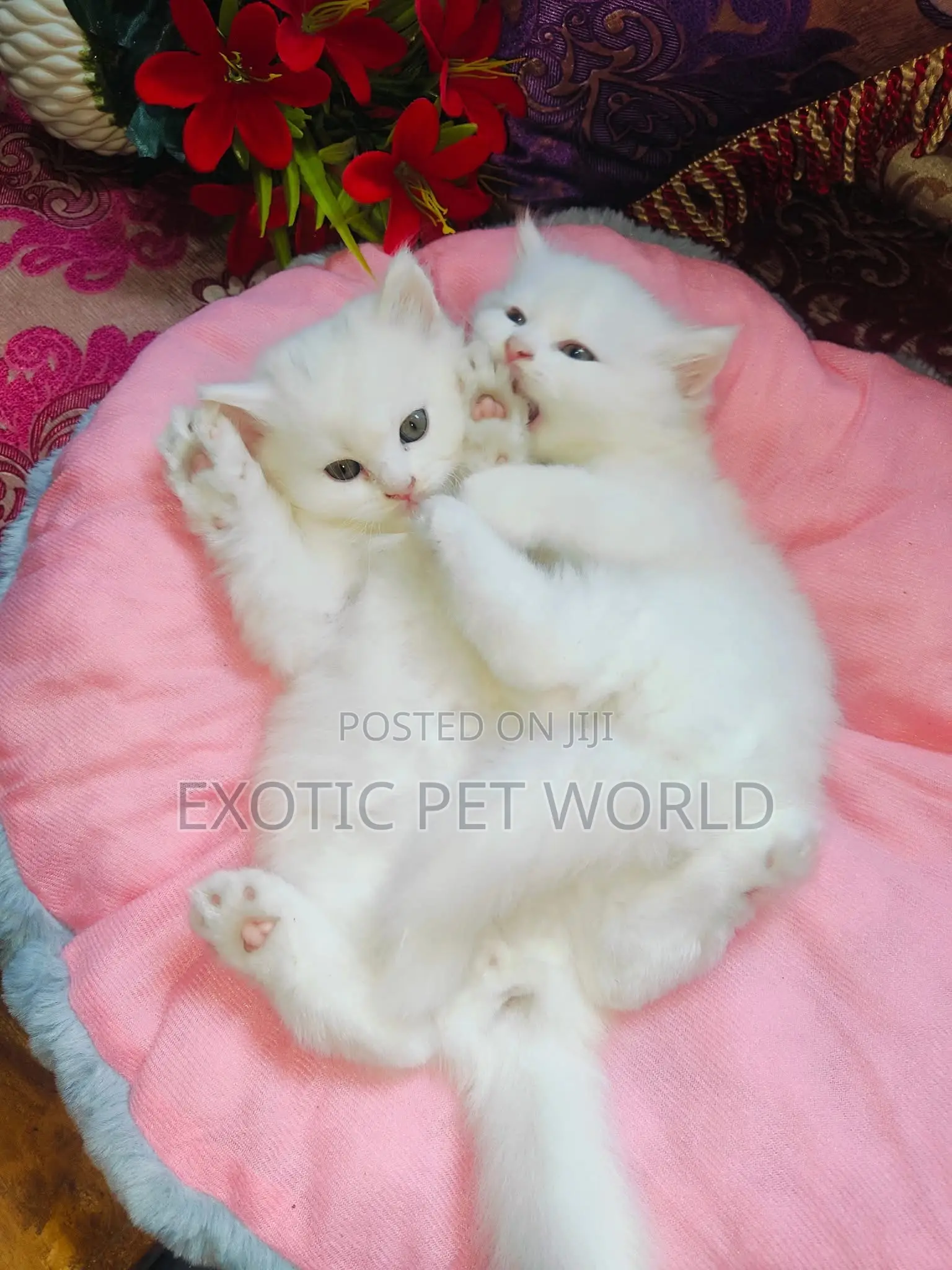 1-3 months Male Purebred Persian