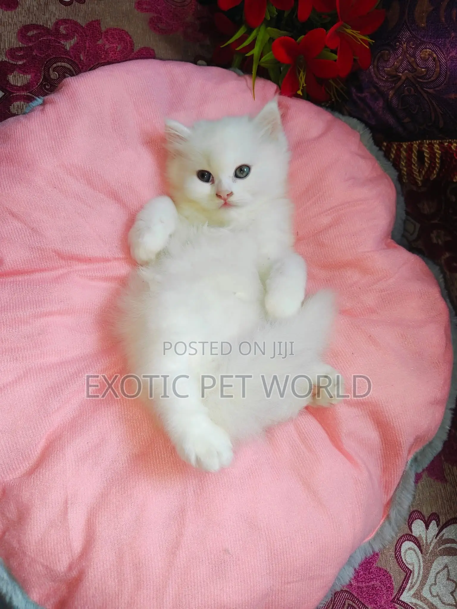 1-3 months Male Purebred Persian