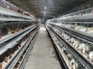 Chicken Coop With Battery Cage Installation
