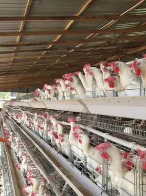 Chicken Coop With Battery Cage Installation