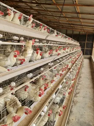 Chicken Coop With Battery Cage Installation