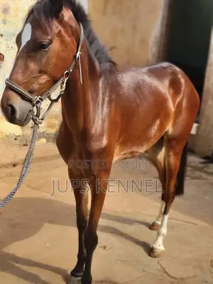 Horse (Pure Marwari Breed)