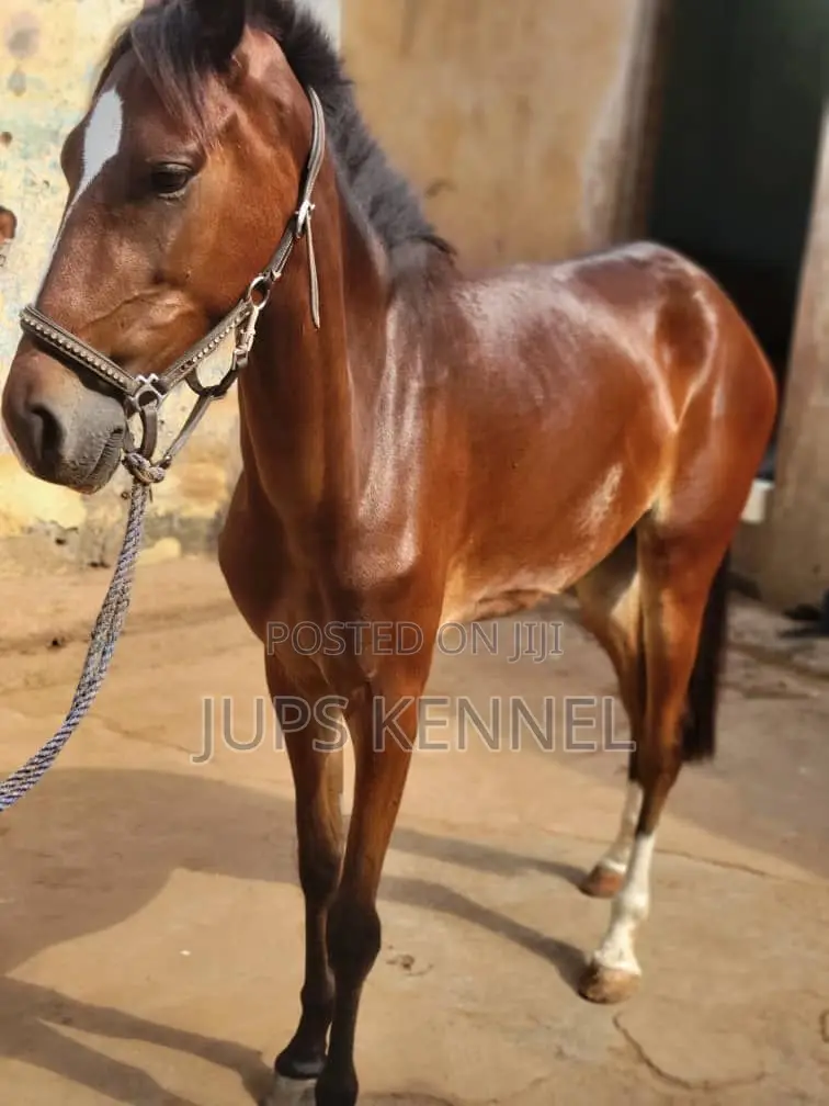 Horse (Pure Marwari Breed)