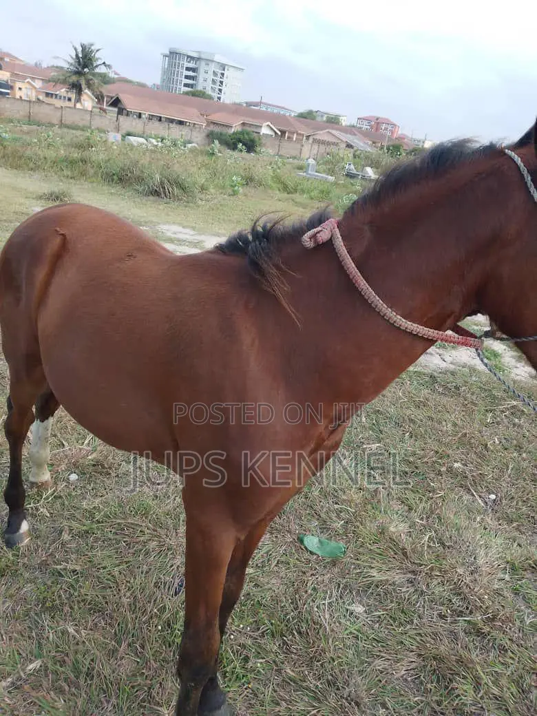 Horse (Pure Marwari Breed)