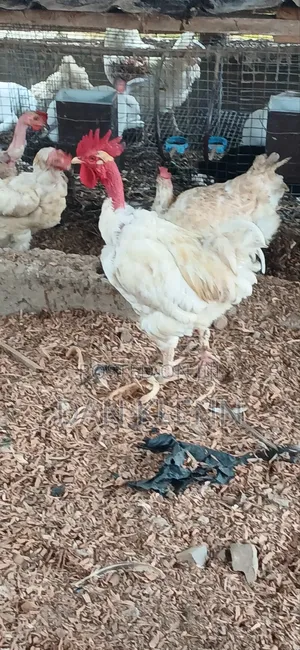 Kuroiler/Broiler/Giant Naked Neck Chicks