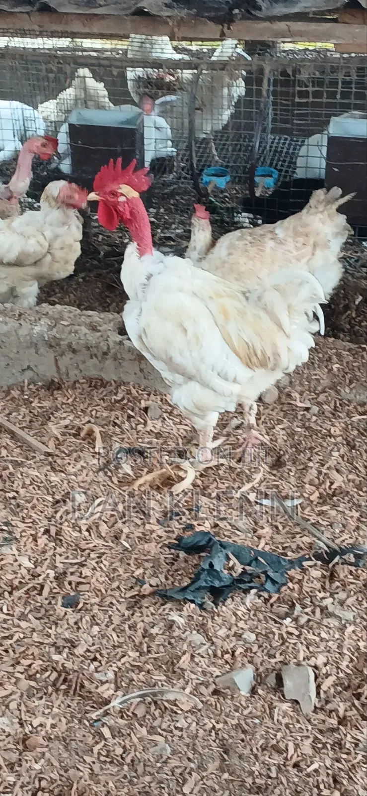 Kuroiler/Broiler/Giant Naked Neck Chicks