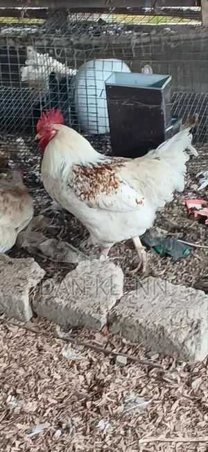 Kuroiler/Broiler/Giant Naked Neck Chicks