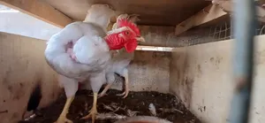 Kuroiler/Broiler/Giant Naked Neck Chicks