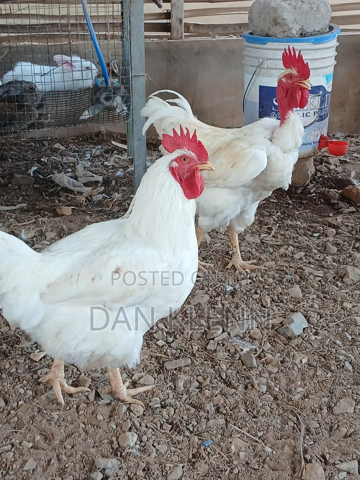 Kuroiler/Broiler/Giant Naked Neck Chicks