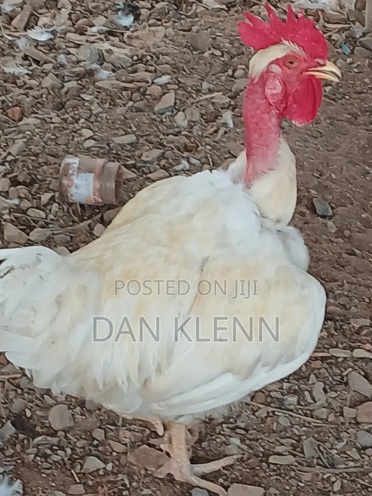 Kuroiler/Broiler/Giant Naked Neck Chicks