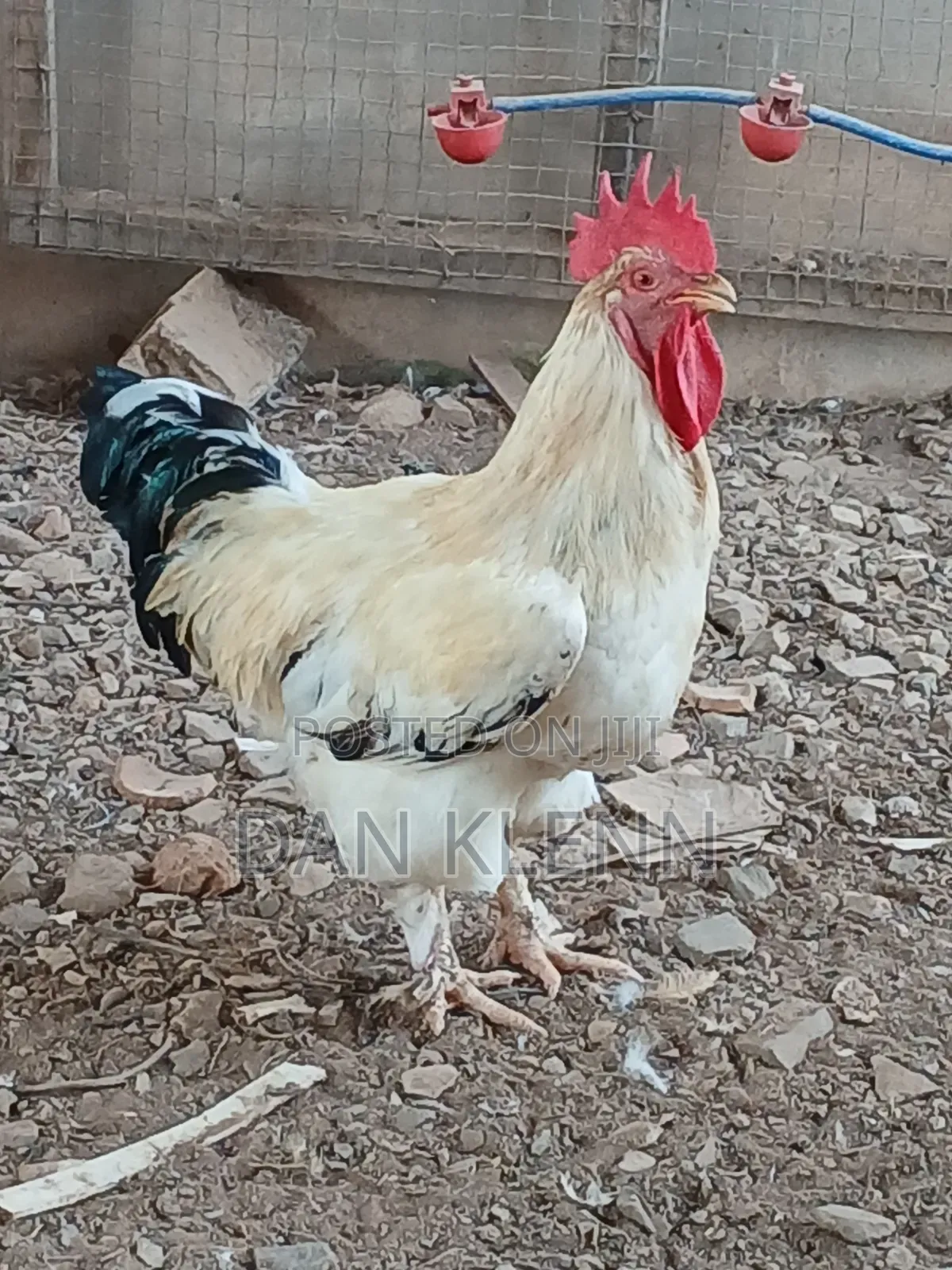 Kuroiler/Broiler/Giant Naked Neck Chicks