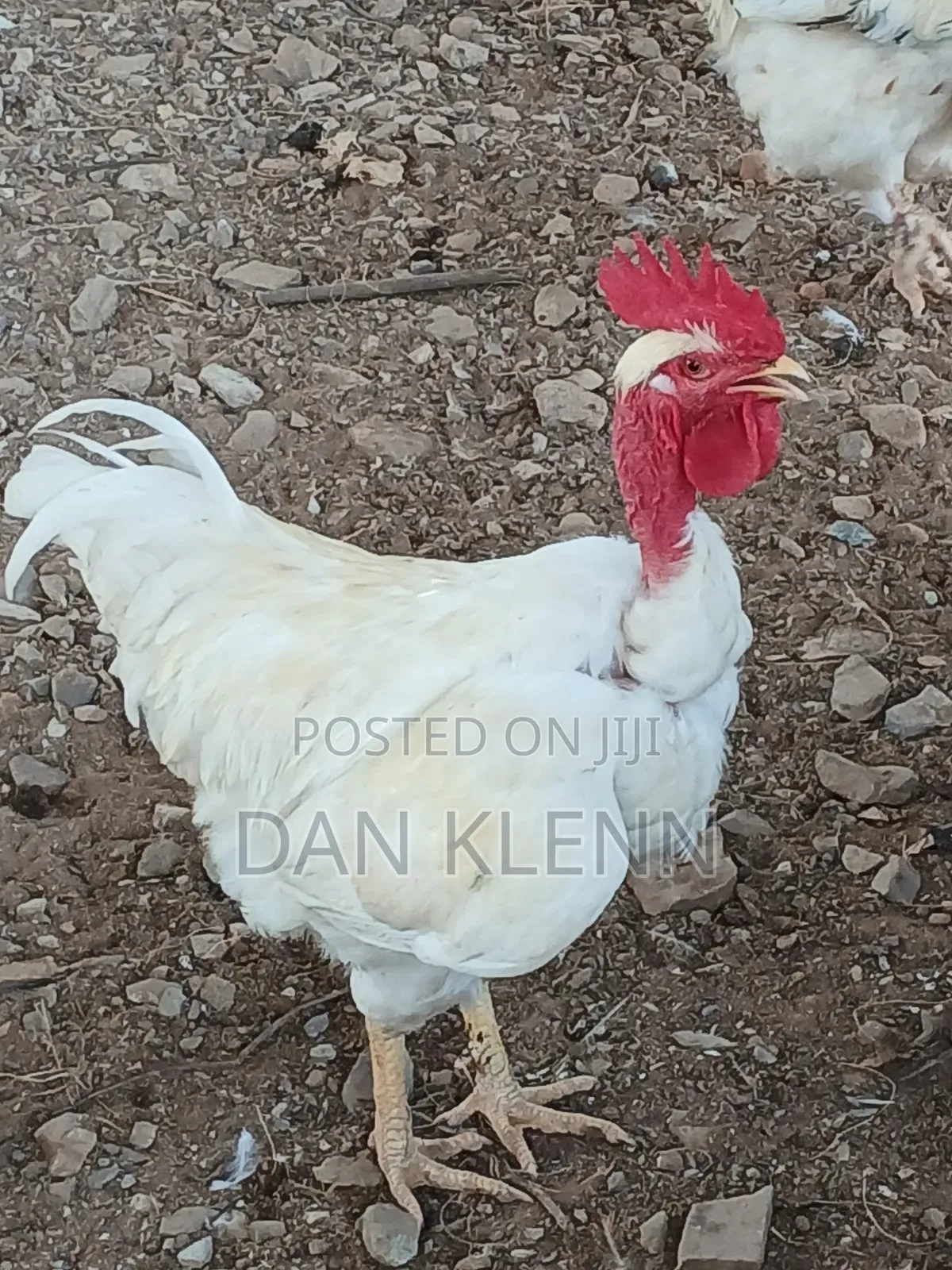 Kuroiler/Broiler/Giant Naked Neck Chicks