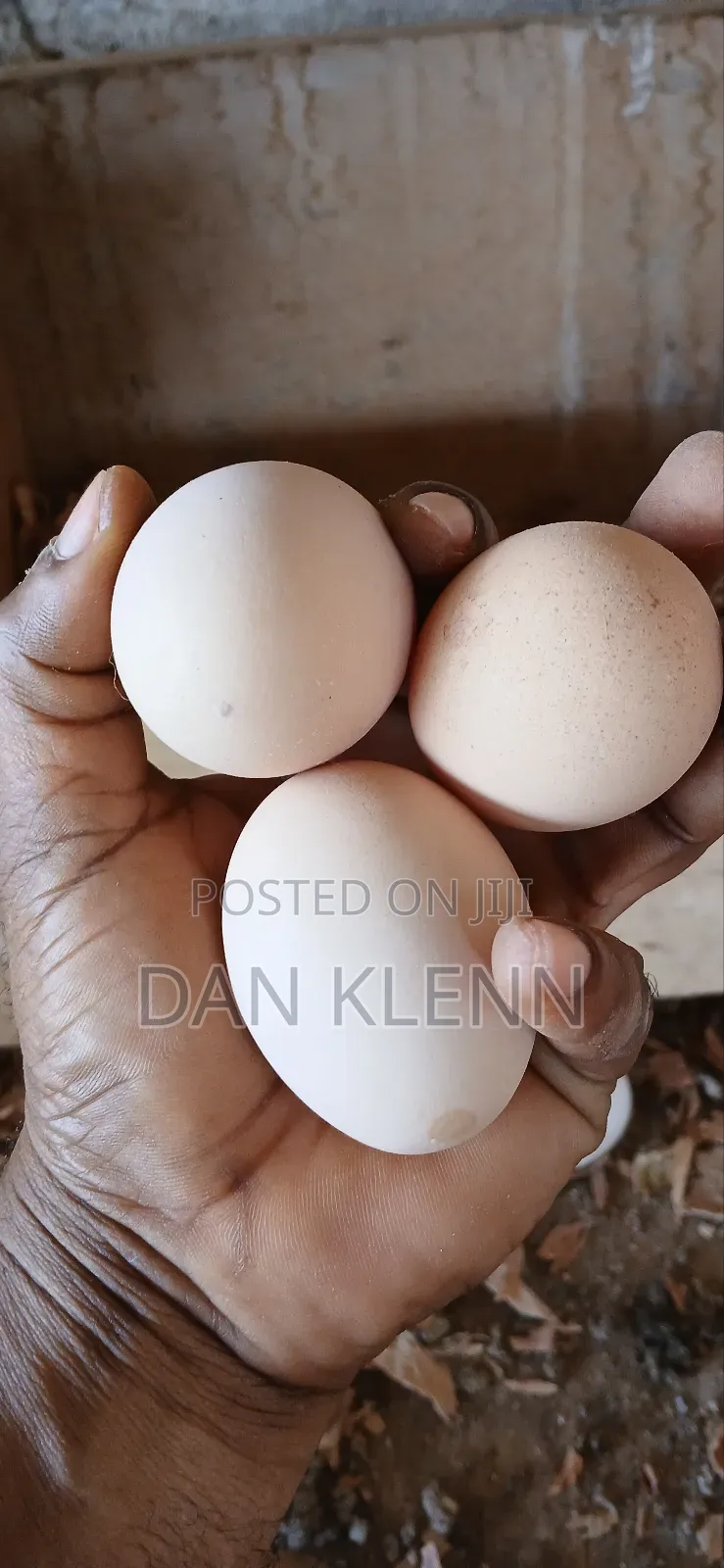 Kuroiler/Broiler/Giant Naked Neck Chicks