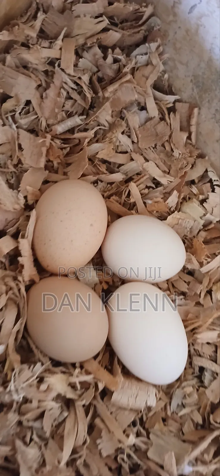 Kuroiler/Broiler/Giant Naked Neck Chicks