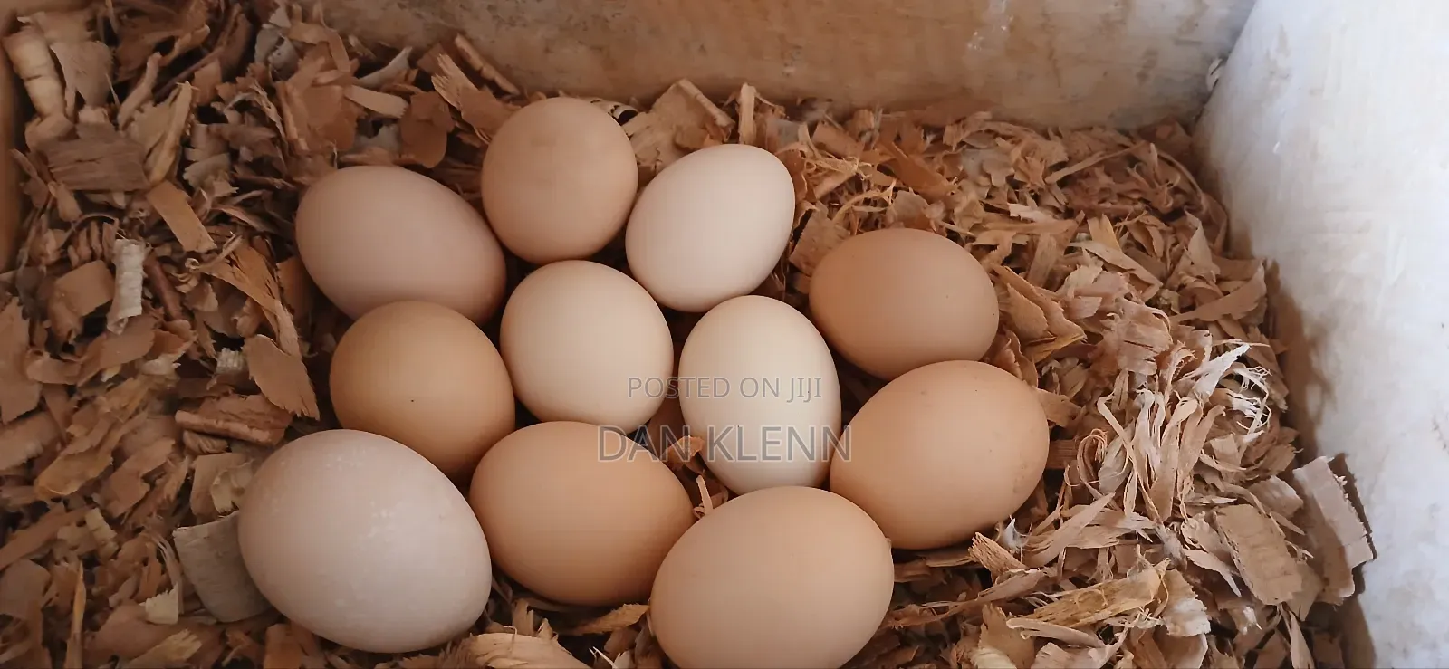Kuroiler/Broiler/Giant Naked Neck Chicks