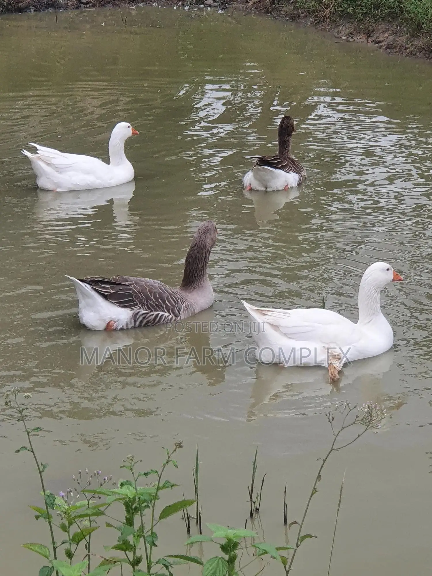 Organic Goslings