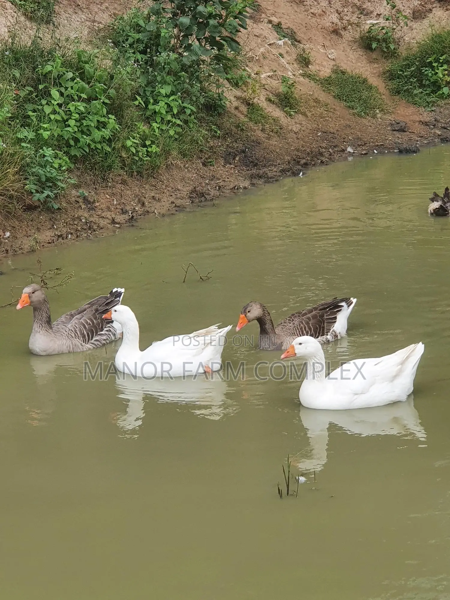 Organic Goslings