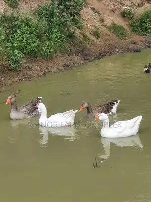 Organic Goslings