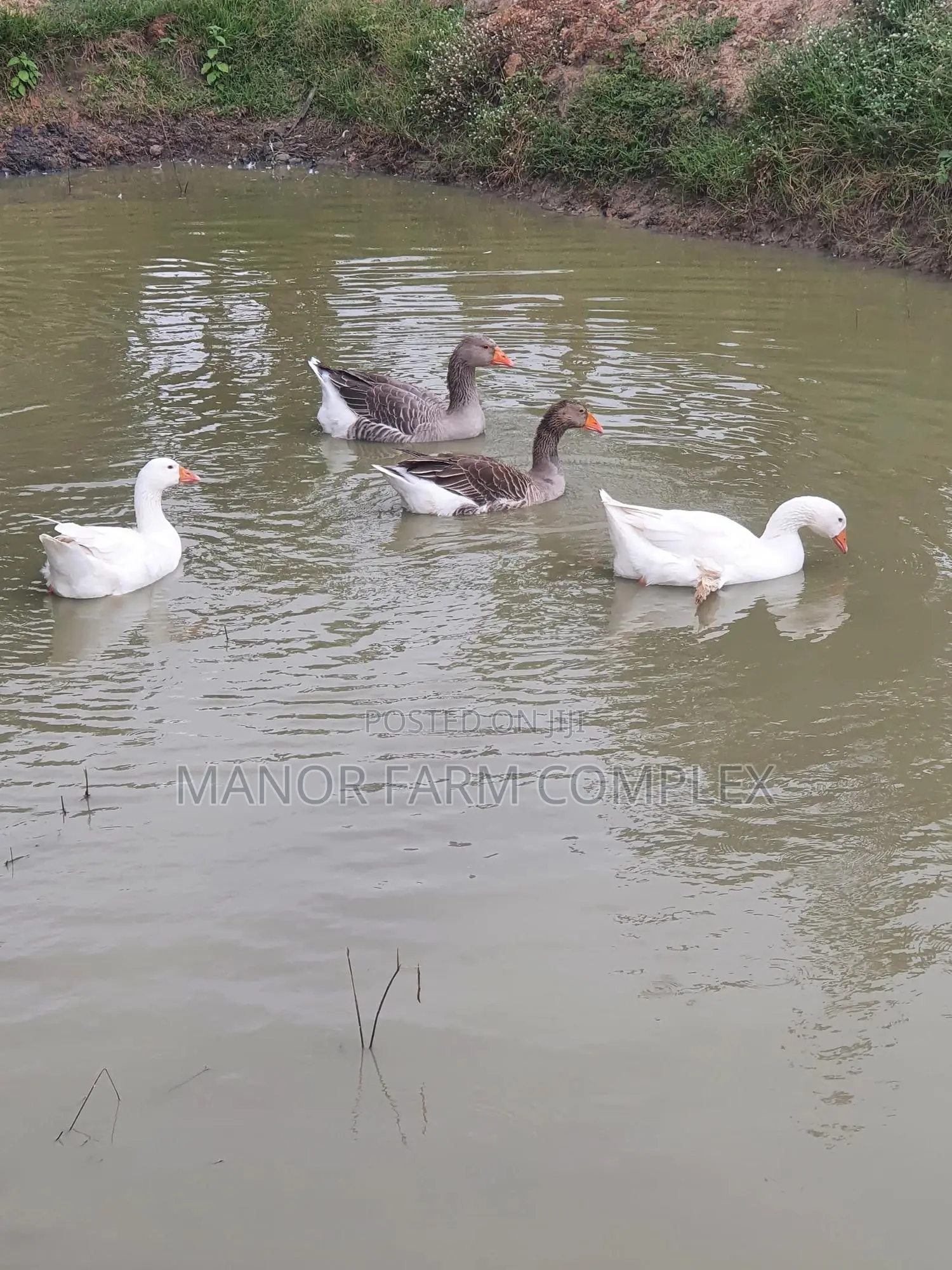 Organic Goslings
