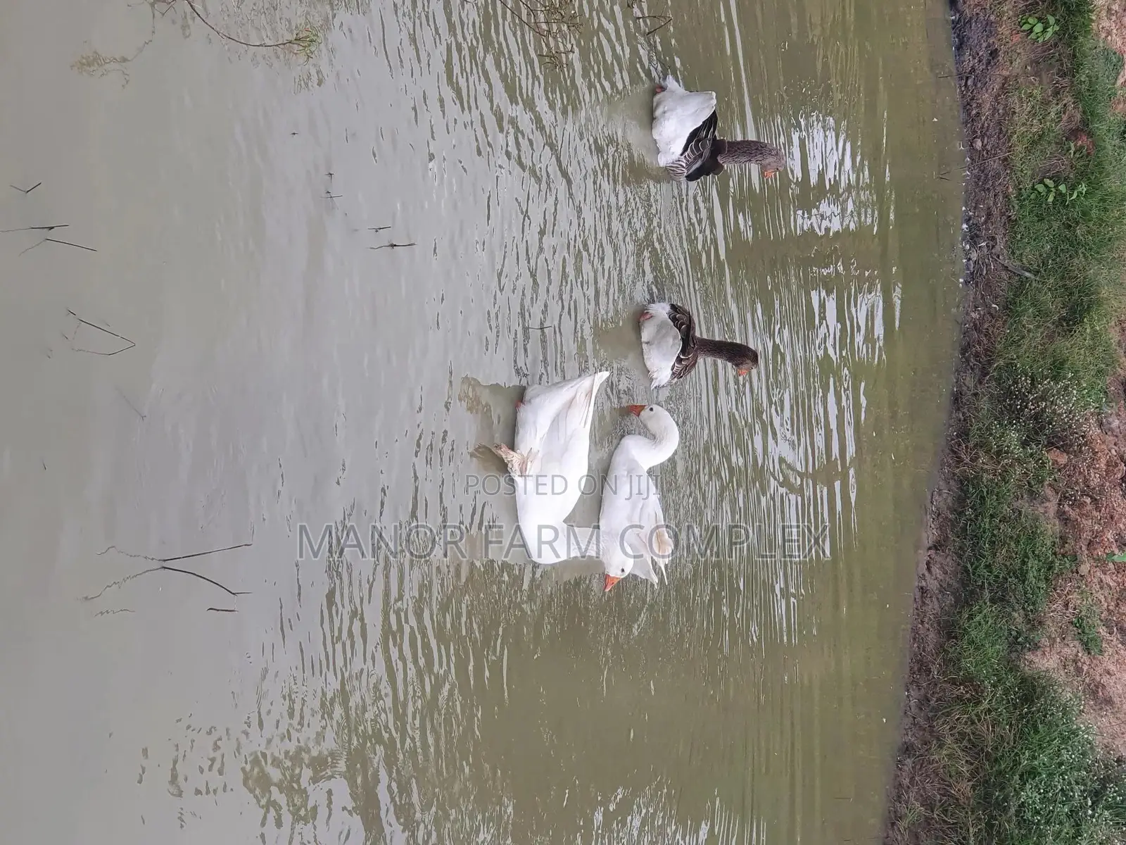 Organic Goslings