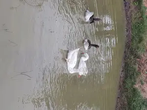 Organic Goslings
