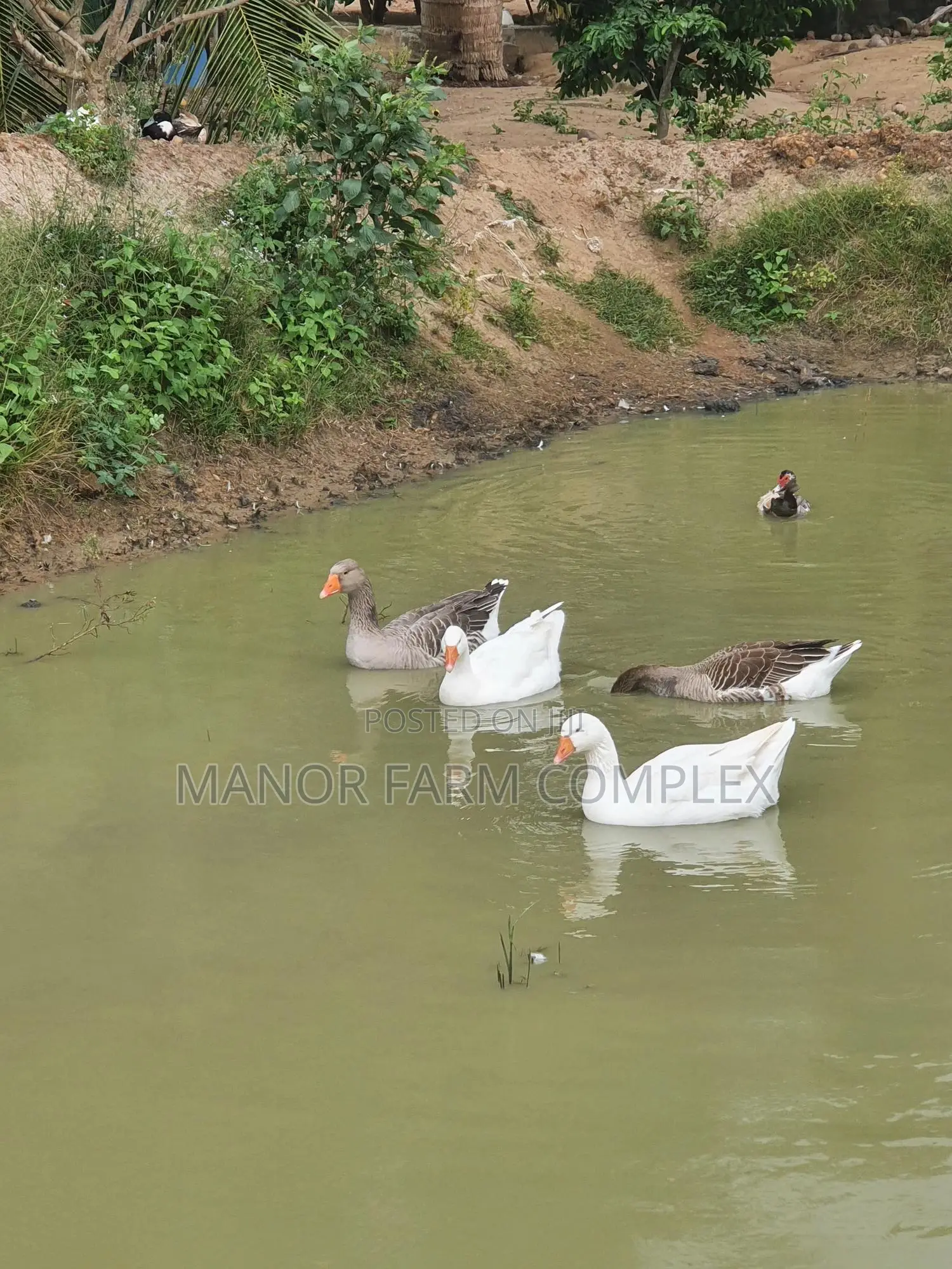 Organic Goslings
