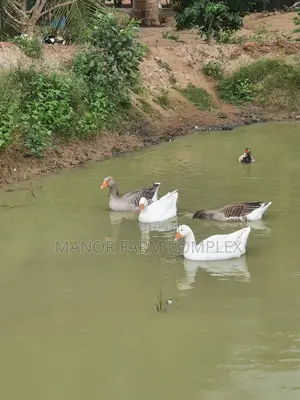Organic Goslings