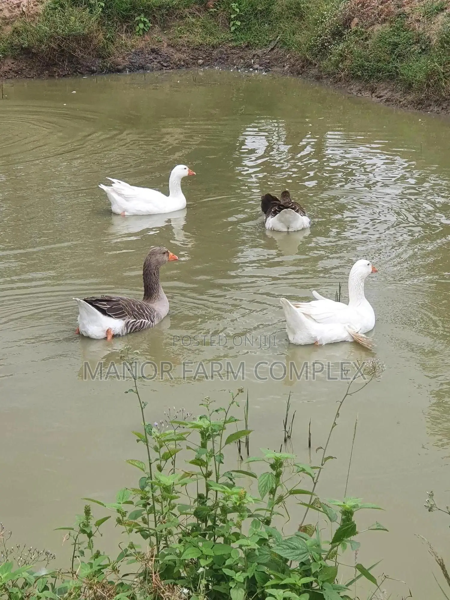 Organic Goslings