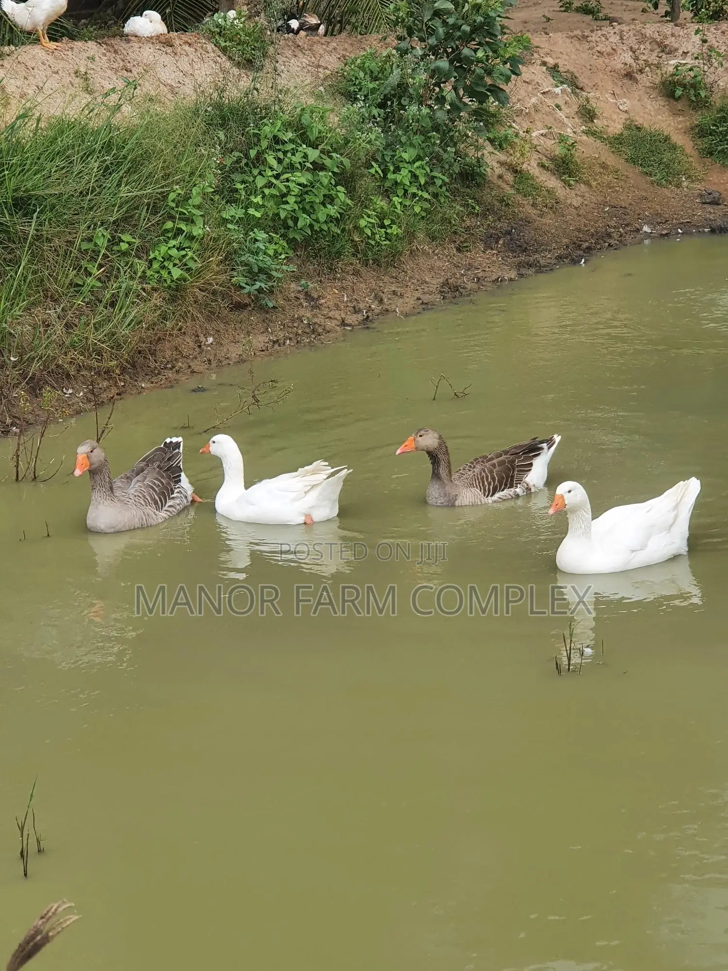Organic Goslings