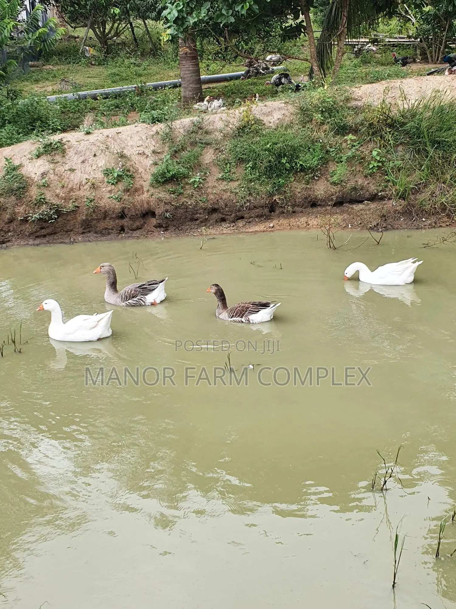 Organic Goslings