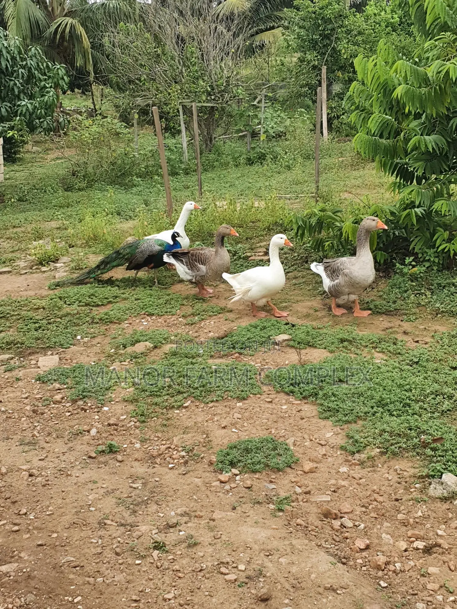 Organic Goslings
