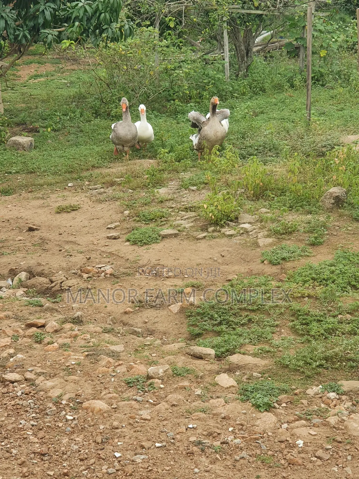 Organic Goslings