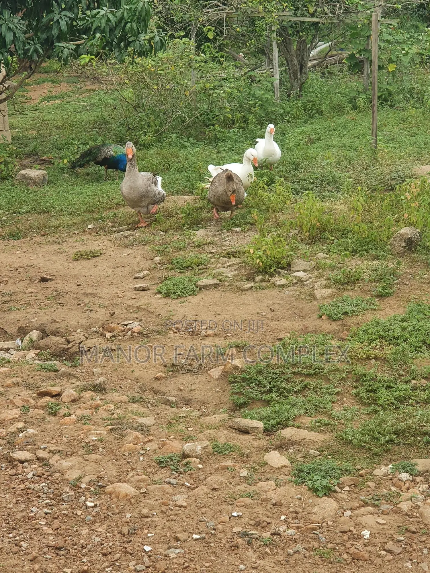 Organic Goslings