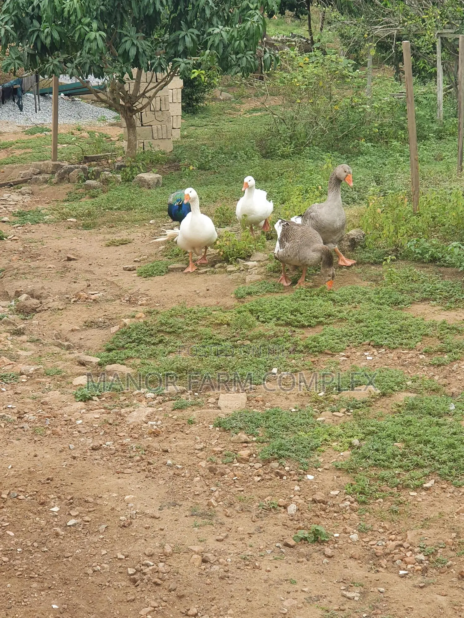 Organic Goslings