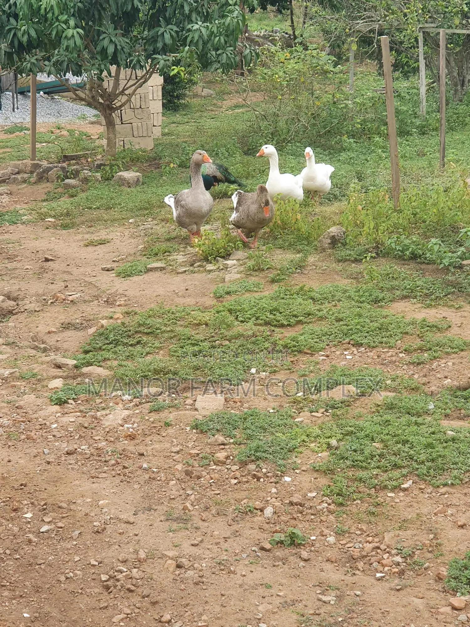 Organic Goslings
