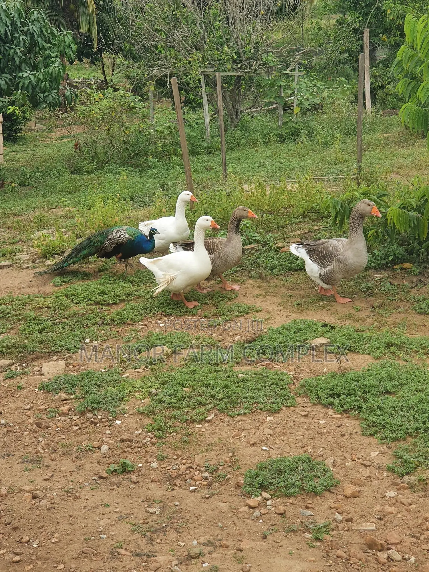 Organic Goslings