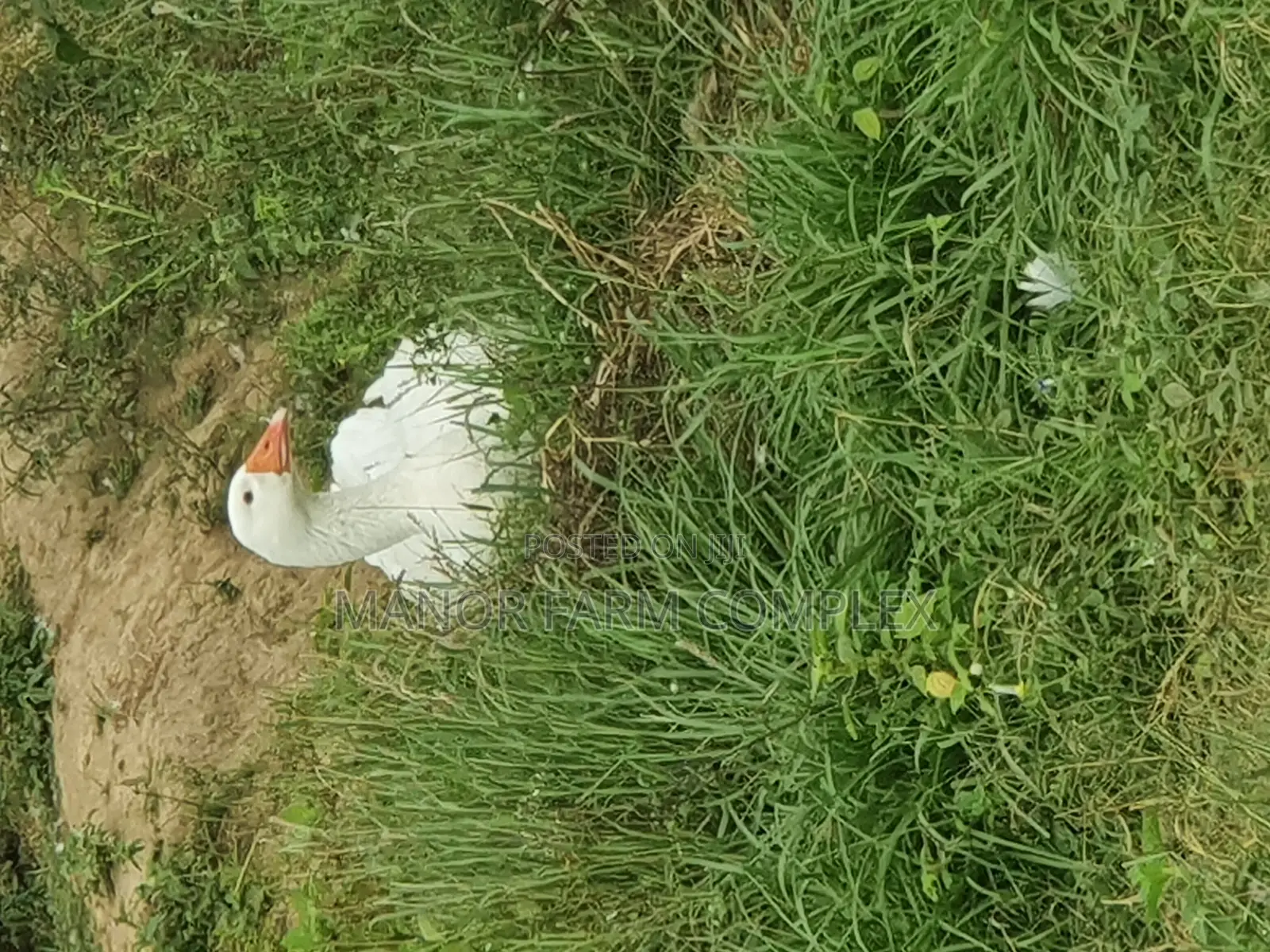 Organic Goslings