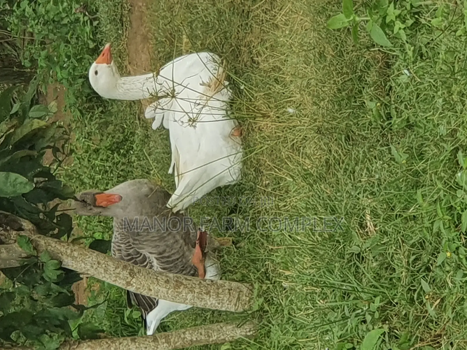 Organic Goslings