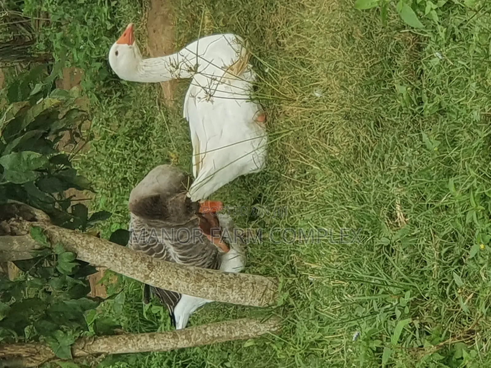 Organic Goslings