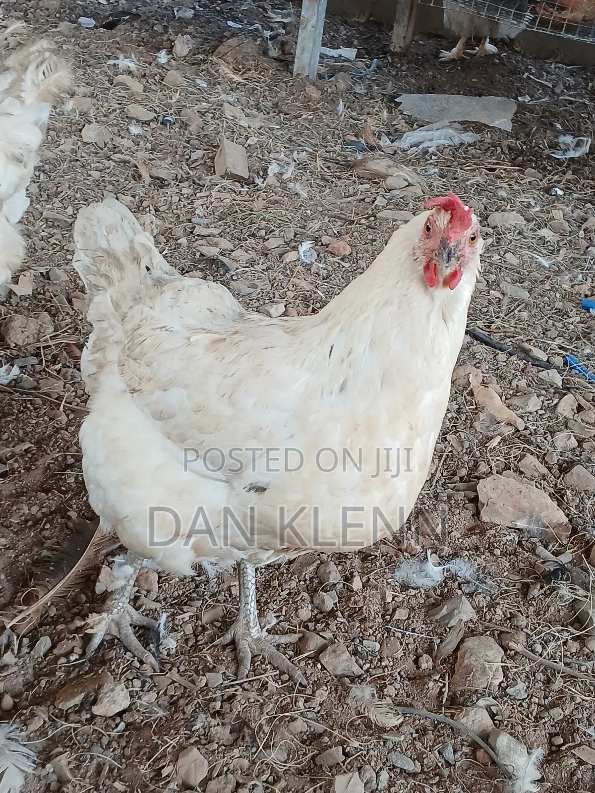 Kuroiler/Broiler/Giant Naked Neck Chicks