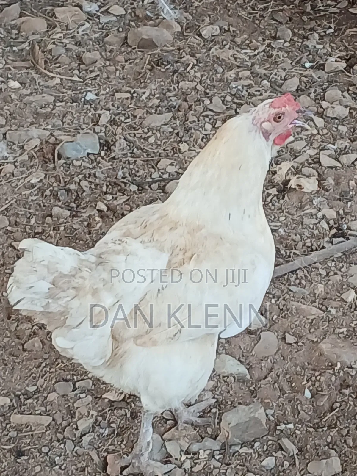 Kuroiler/Broiler/Giant Naked Neck Chicks