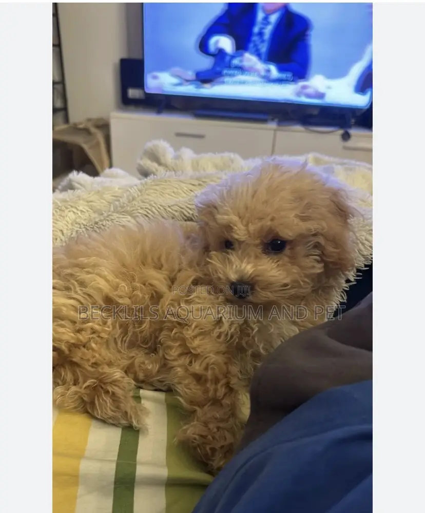1-3 months Male Purebred Poodle