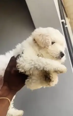 1-3 months Male Purebred Poodle