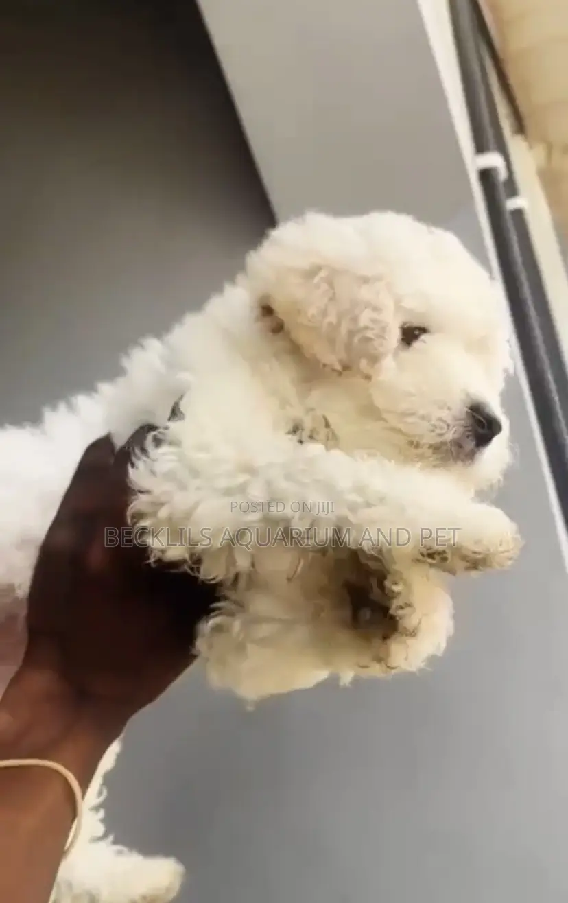 1-3 months Male Purebred Poodle
