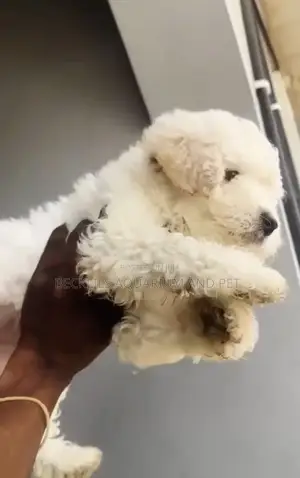1-3 months Male Purebred Poodle