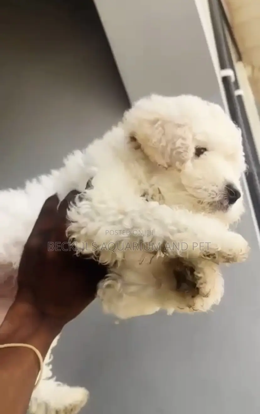 1-3 months Male Purebred Poodle